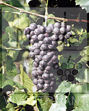 Foto di un grappolo d'uva di Pinot Nero RI 70